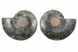 Cut & Polished Ammonite Fossil - Unusual Black Color #241527-1